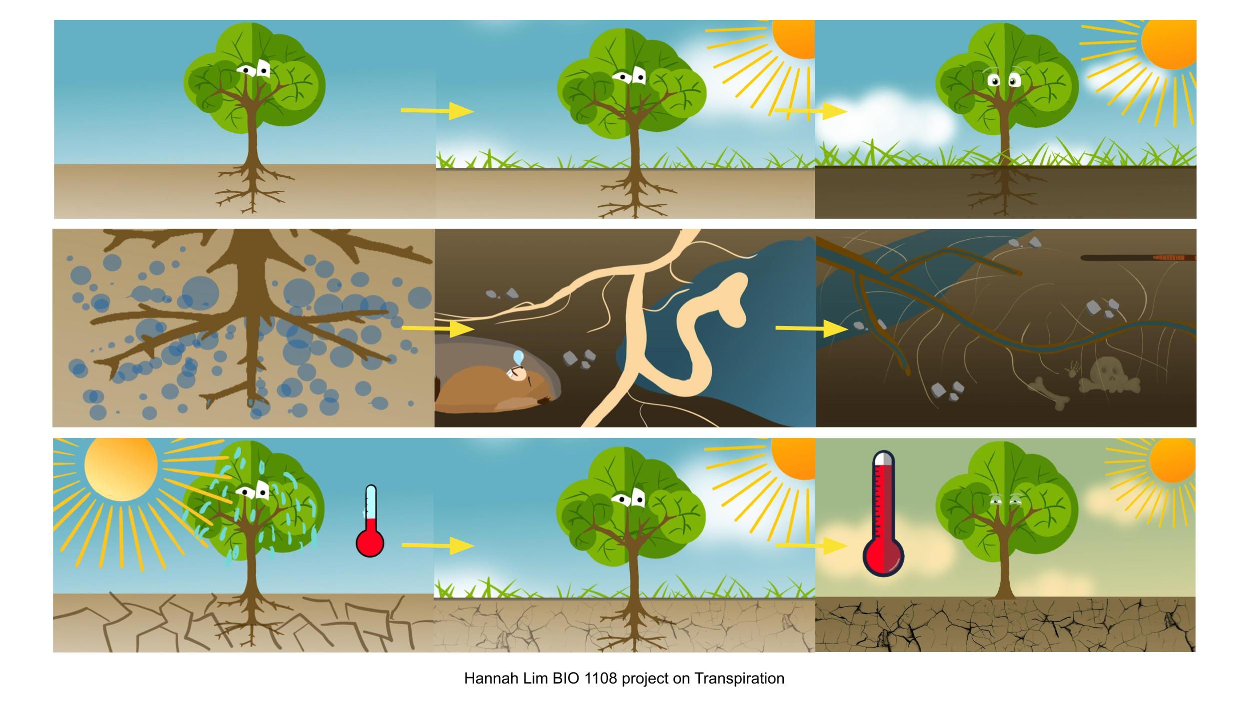 Transpiration — illustration project